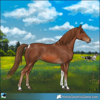 Horse Color:Chestnut Tobiano Rabicano