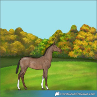 Horse Color:Liver Red Dun Tobiano Rabicano Brindle