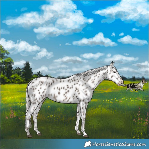 Horse Color:Silver Smoky Black Appaloosa 