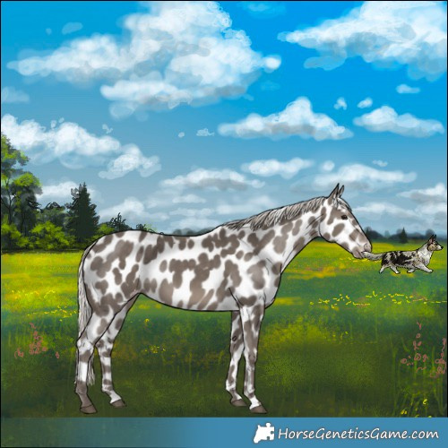 Horse Color:Silver Smoky Black Appaloosa 