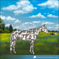Horse Color:Silver Smoky Black Appaloosa 