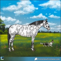 Horse Color:Blue Roan Appaloosa