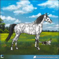 Horse Color:Blue Roan Appaloosa 