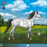 Horse Color:Blue Roan Appaloosa