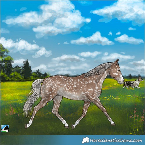 Horse Color:Silver Black Blanket 