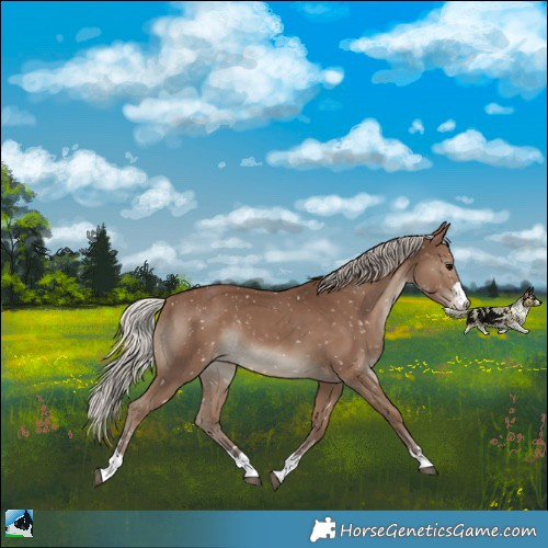 Horse Color:Silver Black Appaloosa 