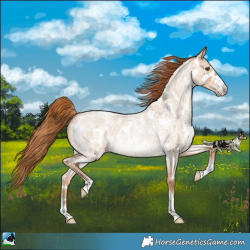 Horse Color:Red Dun Roan Near Leopard