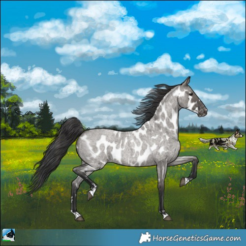 Horse Color:Grullo Roan Appaloosa 