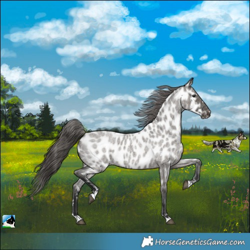 Horse Color:Grullo Roan Near Leopard