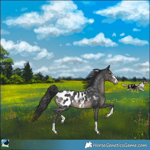 Horse Color:Black Appaloosa 