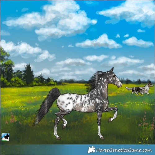 Horse Color:Black Near Leopard
