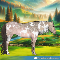 Horse Color:White Spotted Buckskin Ice Dun 