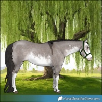 Horse Color:Platinum White Spotted Liver Red Dun Rabicano 
