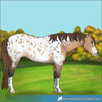 Horse Color:Bay Dun Appaloosa 