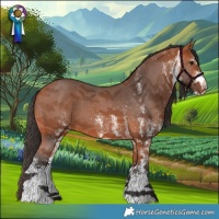 Horse Color:White Spotted Bay