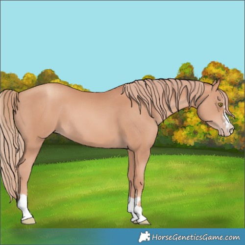 Horse Color:Gold Champagne 