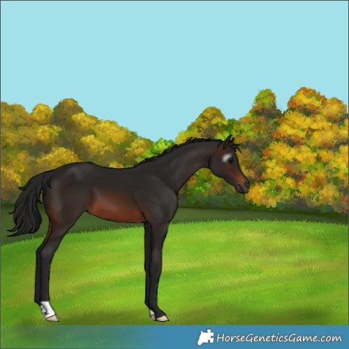 Horse Color:Gray Bay 