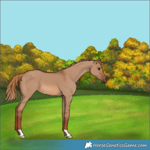 Horse Color:Red Dun