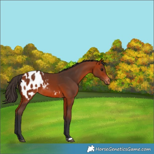 Horse Color:Bay Blanket 