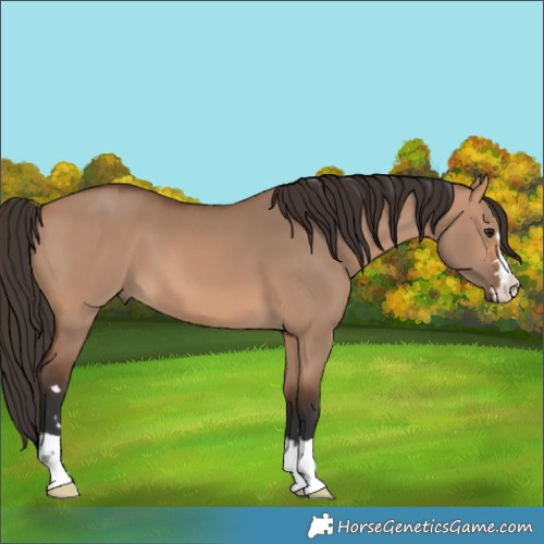 Horse Color:Bay Dun