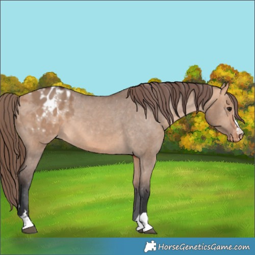 Horse Color:Bay Dun Appaloosa 