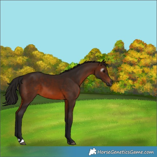 Horse Color:Gray Bay