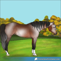 Horse Color:Gray Bay 