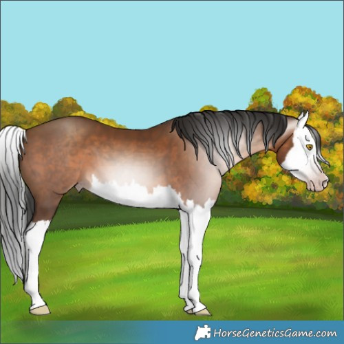 Horse Color:Gray Amber Champagne Splash