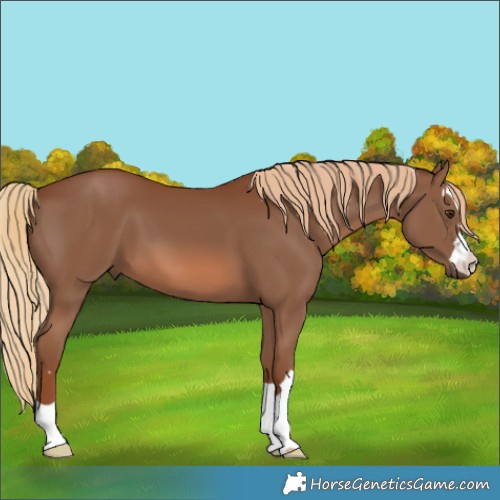 Horse Color:Chestnut 