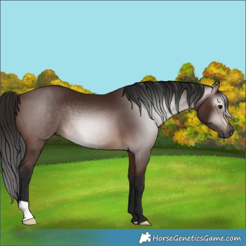 Horse Color:Gray Bay 