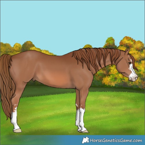 Horse Color:Chestnut 