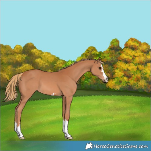 Horse Color:Chestnut 