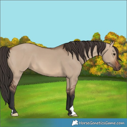 Horse Color:Brown Dun 