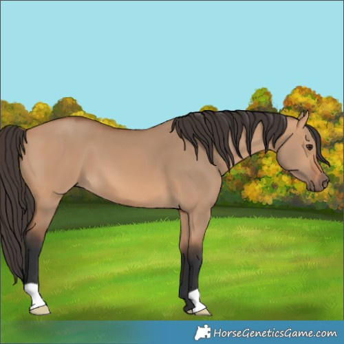 Horse Color:Bay Dun