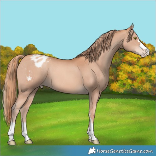 Horse Color:Gold Champagne Appaloosa