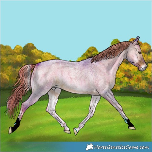 Horse Color:Watercolor Liver Red Onyx Roan 