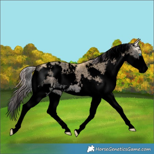 Horse Color:Void Watercolor Plaid  White Spotted Chocolate Palomino Onyx Splash Rabicano 