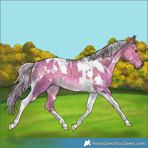 Horse Color:Watercolor White Spotted Chocolate Palomino Dun Tobiano Rabicano Brindle 