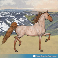 Horse Color:Red Roan 