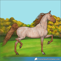 Horse Color:Red Roan 