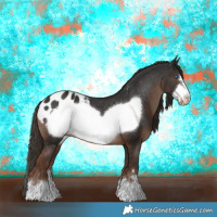 Horse Color:Liver Chestnut Frame Appaloosa 