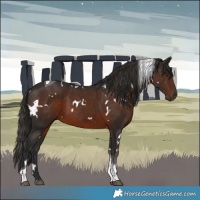 Horse Color:White Spotted Liver Chestnut Tobiano 