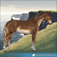 Horse Color:Chocolate Palomino Tobiano 