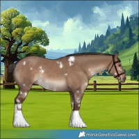 Horse Color:White Spotted Liver Red Dun 
