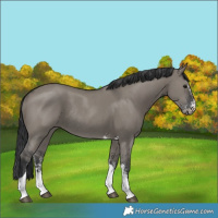 Horse Color:Grullo Sabino Tobiano Rabicano 