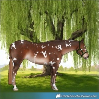 Horse Color:White Spotted Liver Chestnut 