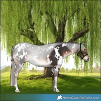 Horse Color:White Spotted Liver Chestnut