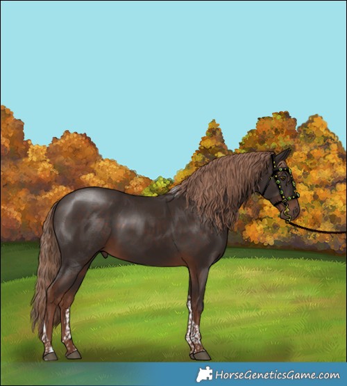 Horse Color:Liver Chestnut Tobiano