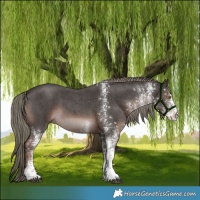 Horse Color:White Spotted Liver Chestnut Mushroom Tobiano 