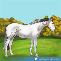 Horse Color:Liver Red Dun Splash Tobiano Near Leopard Rabicano 